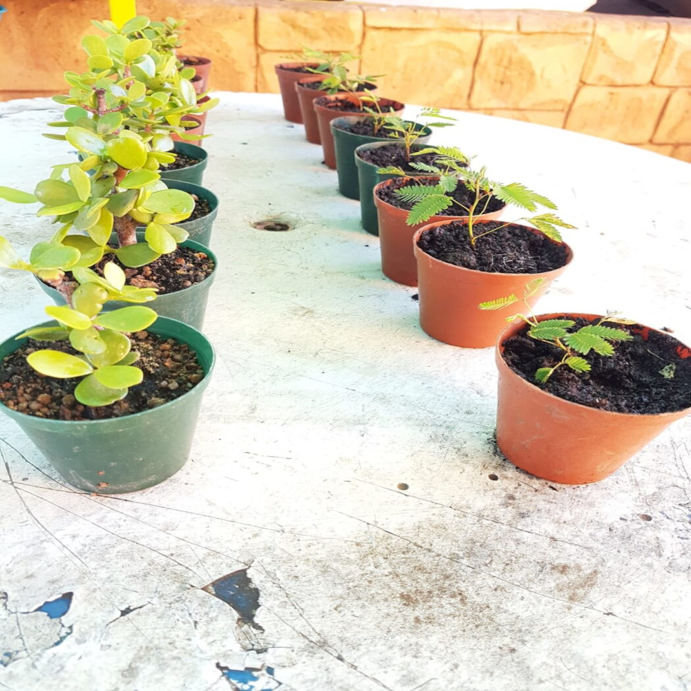 plants Your SABS-Approved Plates, Sorted!